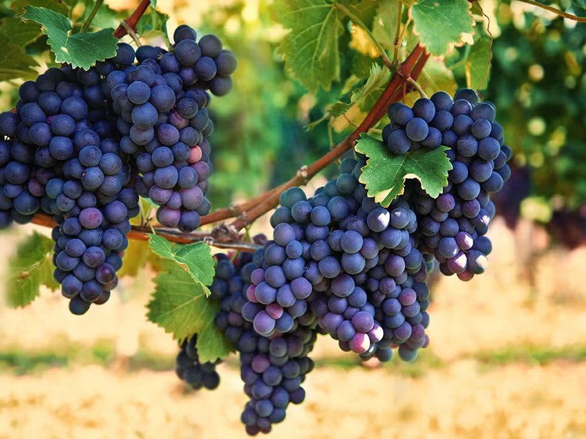 Grapes